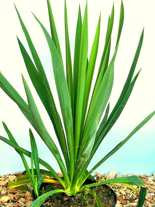 Palmlilie Yucca filamentosa mit langen, schmalen grünen Blättern in einem Topf vor hellem Hintergrund.
