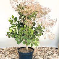 Perückenstrauch Cotinus coggygria 'Young Lady' mit grünen Blättern und rosa Blüten in schwarzem Topf auf Holzspänen.