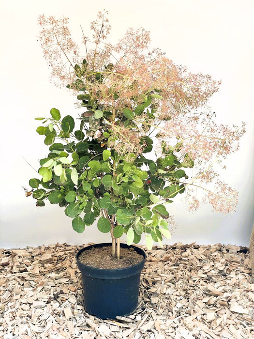 Perückenstrauch Cotinus coggygria 'Young Lady' mit grünen Blättern und rosa Blüten in schwarzem Topf auf Holzspänen.