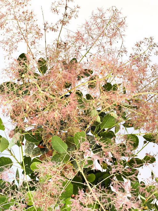 Perückenstrauch Cotinus coggygria 'Young Lady' mit filigranen rosa Blüten und grünen Blättern vor hellem Himmel.