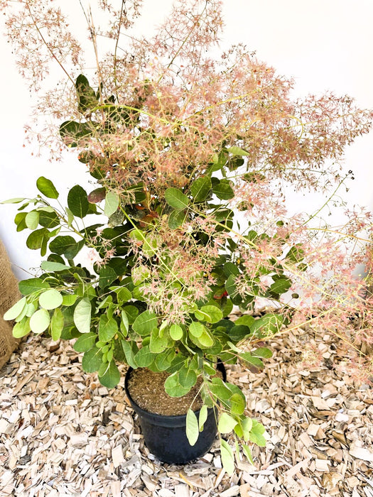 Perückenstrauch Cotinus coggygria 'Young Lady' mit grünen Blättern und rosa, federartigen Blüten in schwarzem Topf auf Holzspänen.