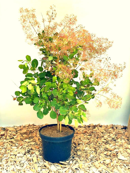 Perückenstrauch Cotinus coggygria 'Young Lady' mit grünen Blättern und rosa Blüten in schwarzem Topf auf Holzspänen.