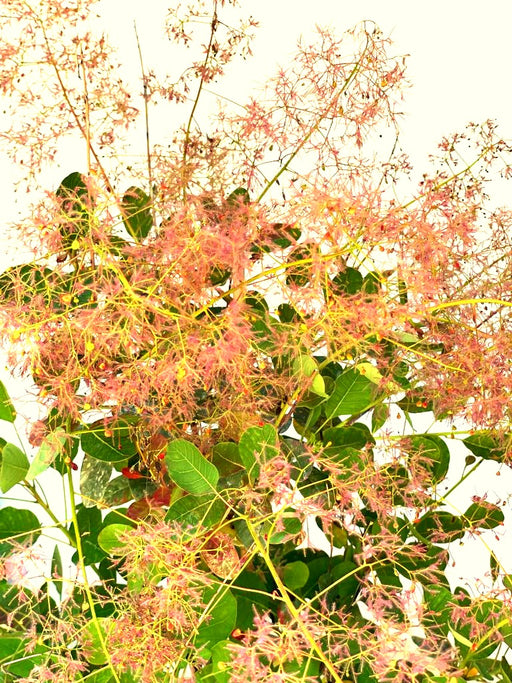 Perückenstrauch Cotinus coggygria 'Young Lady' mit filigranen rosa Blüten und grünen Blättern vor hellem Himmel.