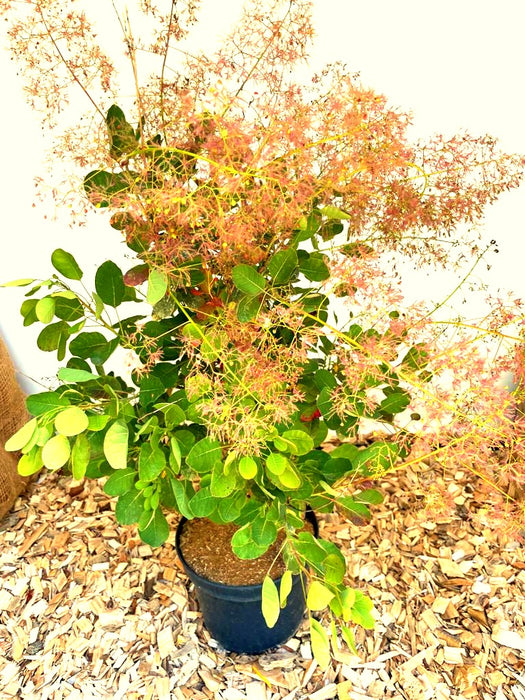 Perückenstrauch Cotinus coggygria 'Young Lady' mit grünen Blättern und rosa, federartigen Blüten in schwarzem Topf auf Holzspänen.