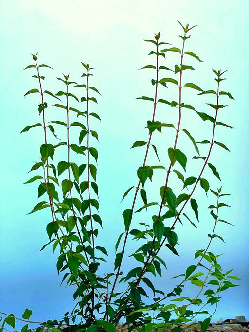 Pfeifenstrauch Philadelphus Erectus mit schlanken, grünen Stängeln und Blättern vor blauem Himmel.