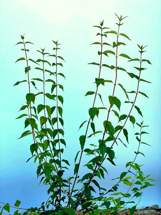 Pfeifenstrauch Philadelphus Erectus mit schlanken, grünen Stängeln und Blättern vor blauem Himmel.