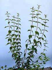 Pfeifenstrauch Philadelphus Erectus mit schlanken, grünen Stängeln und Blättern vor blauem Himmel.