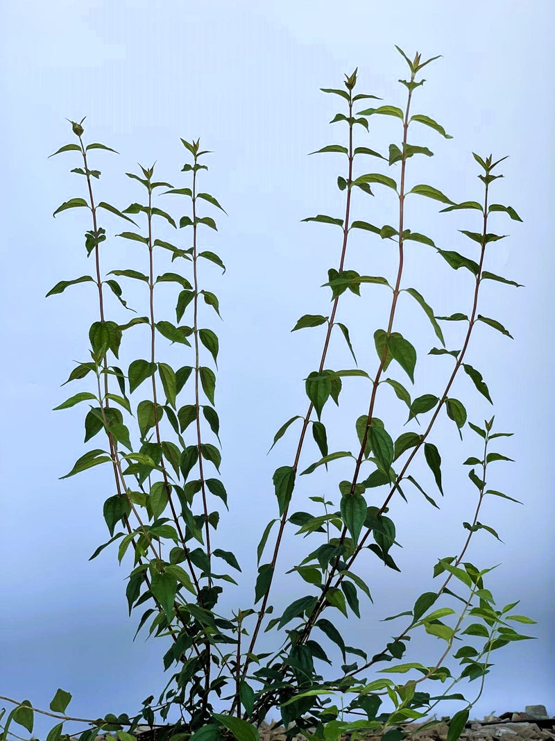 Pfeifenstrauch Philadelphus Erectus mit schlanken, grünen Stängeln und Blättern vor blauem Himmel.