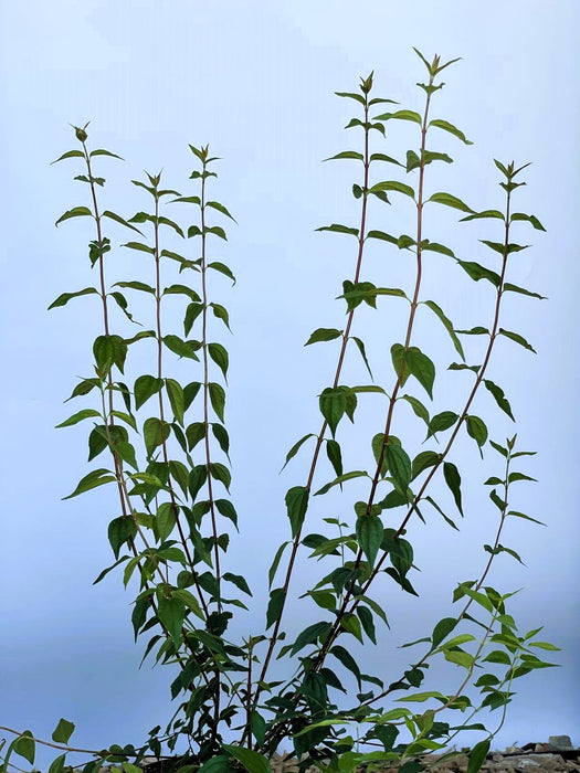 Pfeifenstrauch Philadelphus Erectus mit schlanken, grünen Stängeln und Blättern vor blauem Himmel.