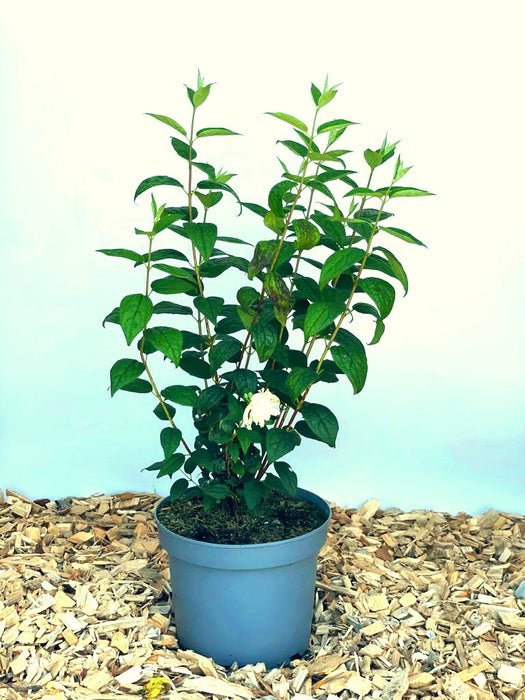 Gefüllter Pfeifenstrauch Little White Love - Topf-/Containerpflanzen