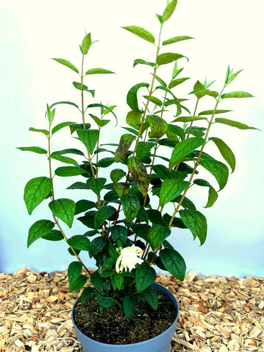 Gefüllter Pfeifenstrauch Little White Love - Topf-/Containerpflanzen