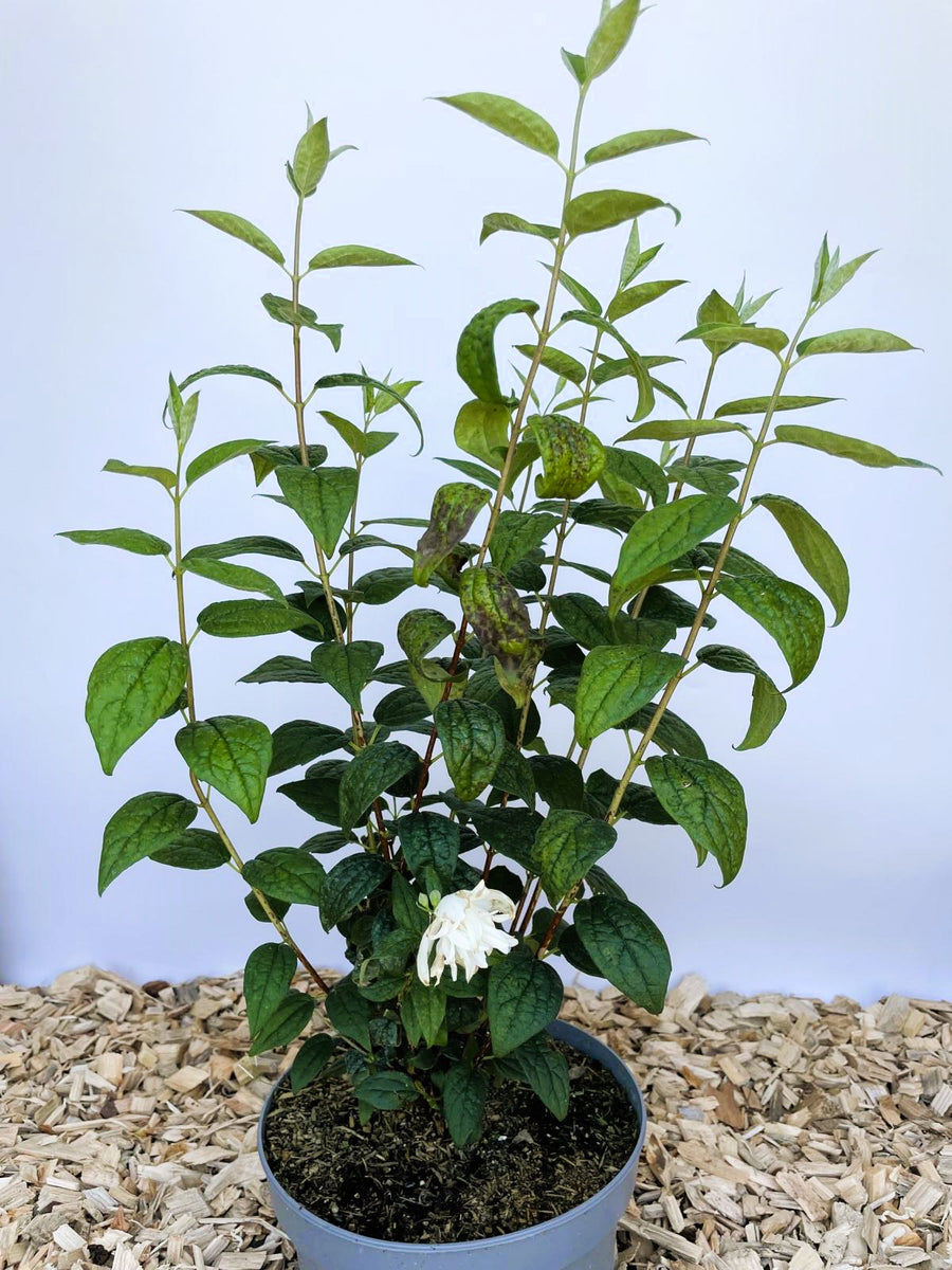 Gefüllter Pfeifenstrauch Little White Love - Topf-/Containerpflanzen