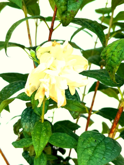 Gefüllter Pfeifenstrauch Little White Love - Topf-/Containerpflanzen