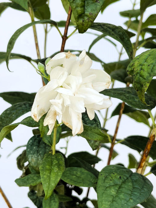 Gefüllter Pfeifenstrauch Little White Love - Topf-/Containerpflanzen