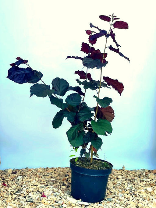 Purpurhasel Corylus maxima purpurea mit dunkelroten und grünen Blättern in schwarzem Topf auf Holzspänen vor blauem Hintergrund.