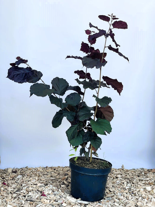 Purpurhasel Corylus maxima purpurea mit dunkelroten und grünen Blättern in schwarzem Topf auf Holzspänen vor blauem Hintergrund.
