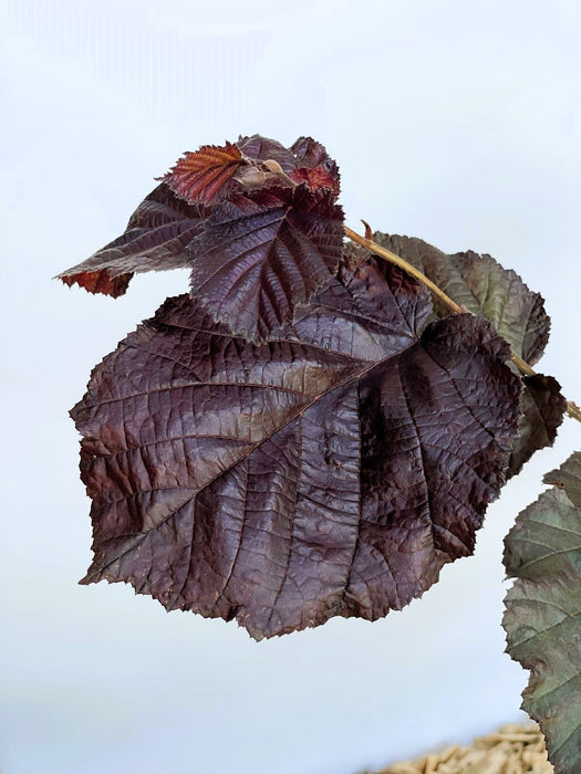Purpurhasel Corylus maxima purpurea mit großen, dunkelvioletten Blättern vor hellem Himmel.