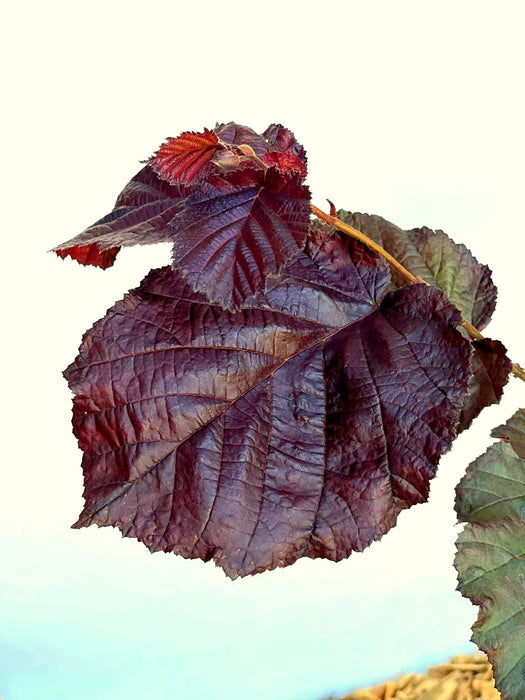 Purpurhasel Corylus maxima purpurea mit großen, dunkelvioletten Blättern vor hellem Himmel.