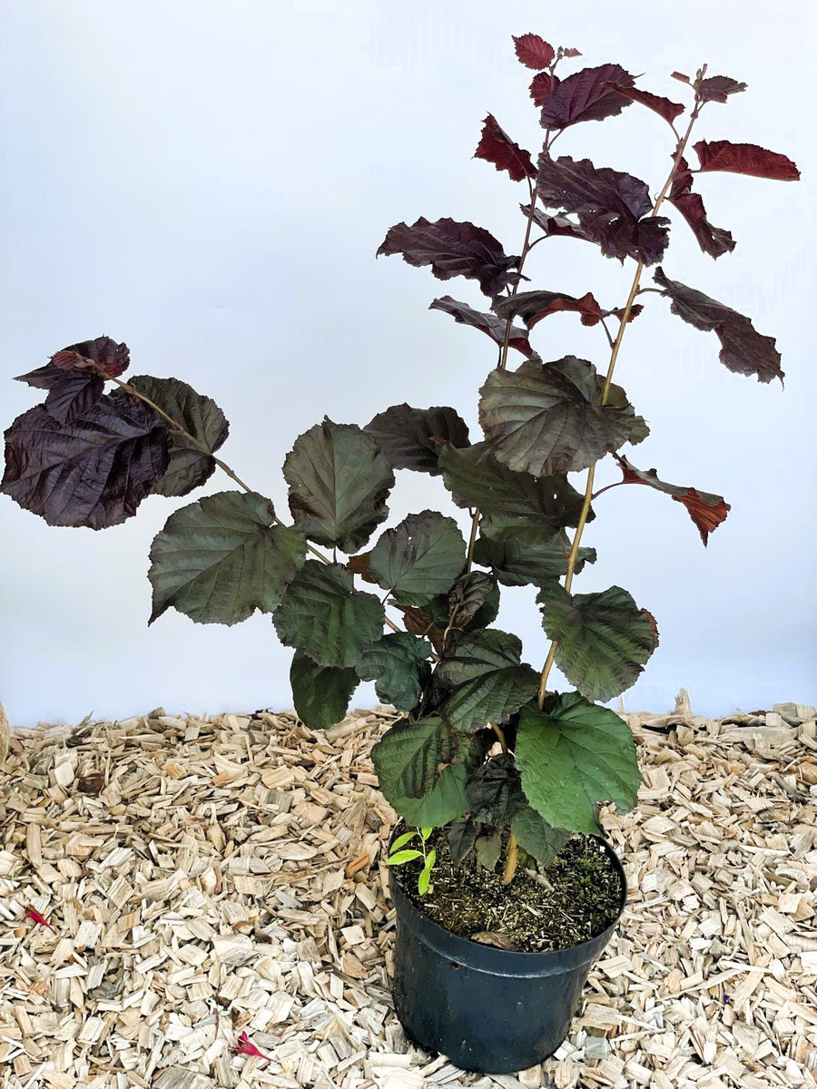 Purpurhasel Corylus maxima purpurea mit dunkelroten Blättern in schwarzem Topf auf Holzspänen vor hellem Hintergrund.