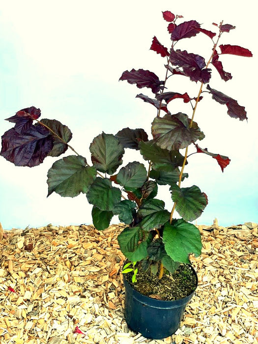 Purpurhasel Corylus maxima purpurea mit dunkelroten Blättern in schwarzem Topf auf Holzspänen vor hellem Hintergrund.