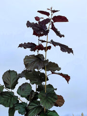 Purpurhasel Corylus maxima purpurea mit großen, dunkelroten bis grünen Blättern vor klarem Himmel.