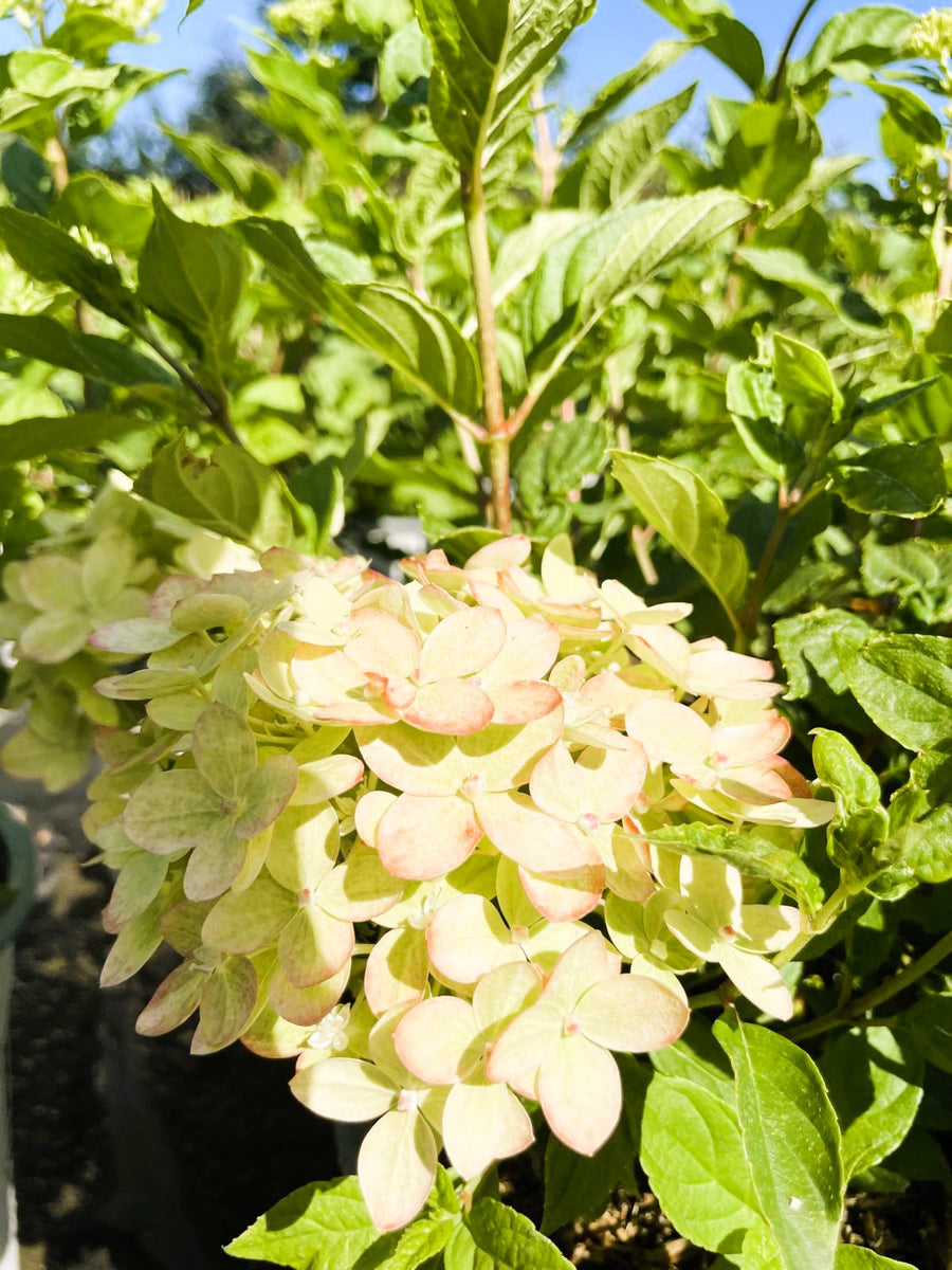 Rispenhortensie Hydrangea Paniculata Little Lime 1 mit gelblich-grünen Blüten und grünem Laub vor blauem Himmel.