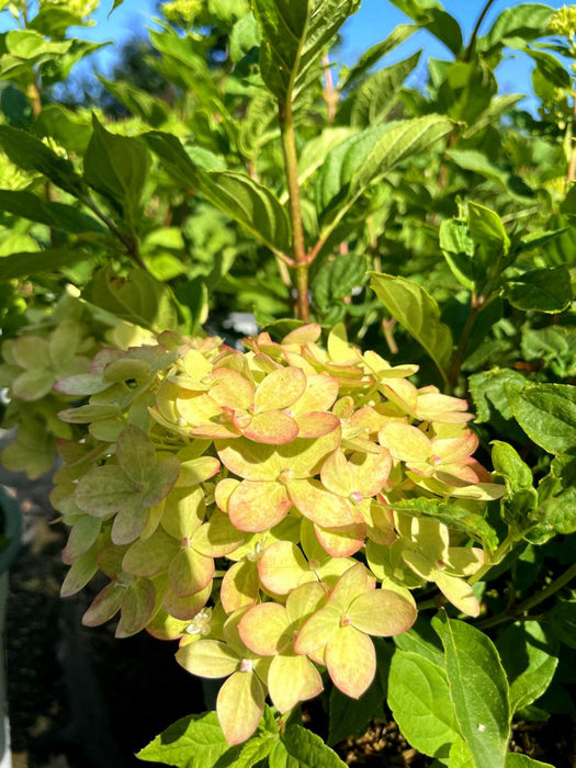Rispenhortensie Hydrangea Paniculata Little Lime 1 mit gelblich-grünen Blüten und grünem Laub vor blauem Himmel.