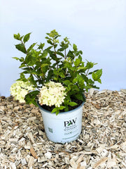 Rispenhortensie Hydrangea Paniculata Little Lime mit hellgrünen Blüten in weißem Topf auf Holzspänen vor blauem Hintergrund.