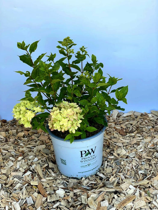 Rispenhortensie Hydrangea Paniculata Little Lime mit hellgrünen Blüten in weißem Topf auf Holzspänen vor blauem Hintergrund.