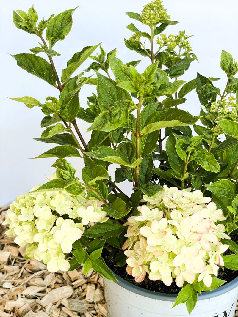 Rispenhortensie Hydrangea Paniculata Little Lime mit hellgrünen Blüten und grünen Blättern in weißem Topf vor hellem Hintergrund.