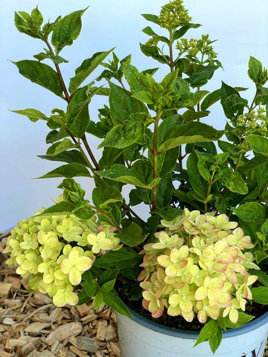 Rispenhortensie Hydrangea Paniculata Little Lime mit hellgrünen Blüten und grünen Blättern in weißem Topf vor hellem Hintergrund.