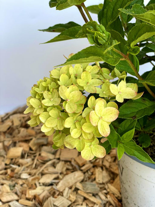 Rispenhortensie Hydrangea Paniculata Little Lime mit hellgrünen Blüten und grünen Blättern vor Holzspänen und weißem Topf.