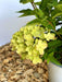 Rispenhortensie Hydrangea Paniculata Little Lime mit hellgrünen Blüten und grünen Blättern vor Holzspänen und weißem Topf.