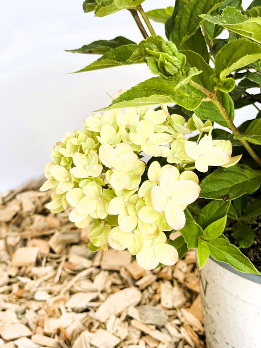 Rispenhortensie Hydrangea Paniculata Little Lime mit hellgrünen Blüten und grünen Blättern vor Holzspänen und weißem Topf.