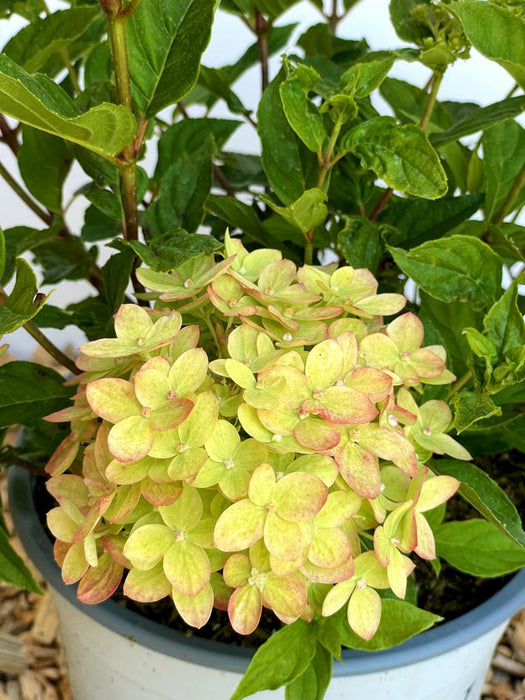 Rispenhortensie Hydrangea Paniculata Little Lime mit hellgrünen Blüten und leicht rosa Rand in einem grauen Topf.