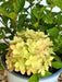 Rispenhortensie Hydrangea Paniculata Little Lime mit hellgrünen Blüten und leicht rosa Rand in einem grauen Topf.