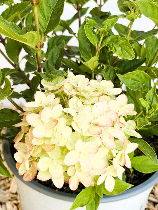 Rispenhortensie Hydrangea Paniculata Little Lime mit hellgrünen Blüten und leicht rosa Rand in einem grauen Topf.