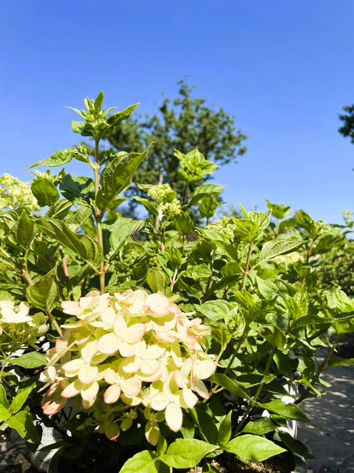 Rispenhortensie Hydrangea Paniculata Little Lime mit hellgrünen Blüten und grünen Blättern vor blauem Himmel.