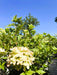 Rispenhortensie Hydrangea Paniculata Little Lime mit hellgrünen Blüten und grünen Blättern vor blauem Himmel.