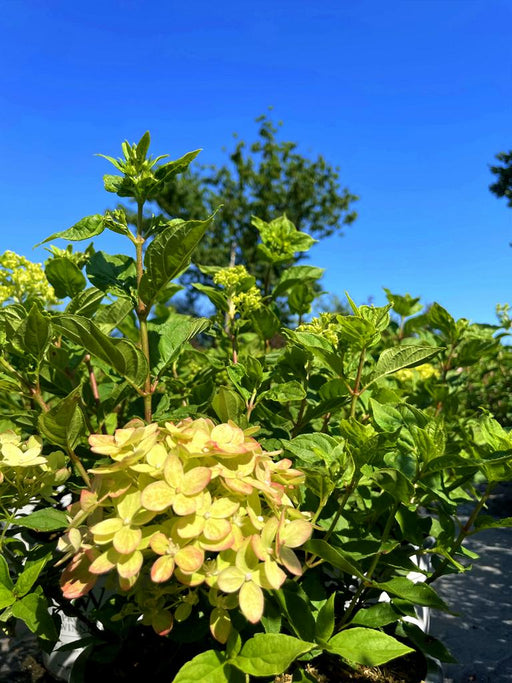 Rispenhortensie Hydrangea Paniculata Little Lime mit hellgrünen Blüten und grünen Blättern vor blauem Himmel.