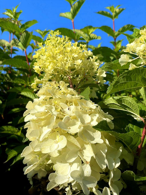 Rispenhortensie Hydrangea Paniculata Silver Dollar 1 mit cremeweißen Blüten vor grünem Laub und blauem Himmel.