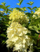 Rispenhortensie Hydrangea Paniculata Silver Dollar 1 mit cremeweißen Blüten vor grünem Laub und blauem Himmel.