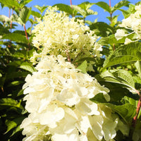 Rispenhortensie Hydrangea Paniculata Silver Dollar 1 mit cremeweißen Blüten vor grünem Laub und blauem Himmel.