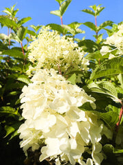 Rispenhortensie Hydrangea Paniculata Silver Dollar 1 mit cremeweißen Blüten vor grünem Laub und blauem Himmel.