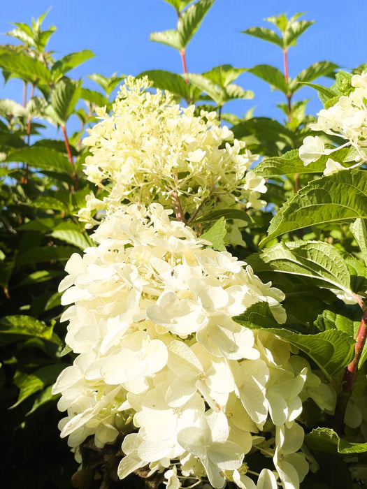Rispenhortensie Hydrangea Paniculata Silver Dollar 1 mit cremeweißen Blüten vor grünem Laub und blauem Himmel.