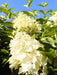 Rispenhortensie Hydrangea Paniculata Silver Dollar 1 mit cremeweißen Blüten vor grünem Laub und blauem Himmel.