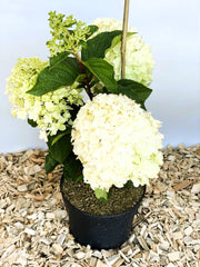 Rispenhortensie Hydrangea Paniculata Silver Dollar mit großen cremeweißen Blüten in schwarzem Topf auf Holzspänen.