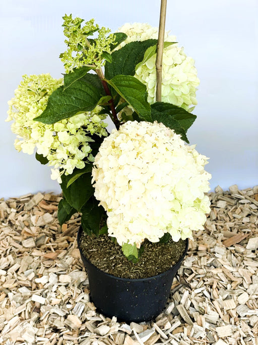 Rispenhortensie Hydrangea Paniculata Silver Dollar mit großen cremeweißen Blüten in schwarzem Topf auf Holzspänen.