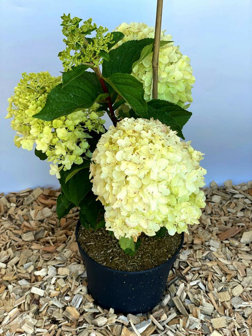 Rispenhortensie Hydrangea Paniculata Silver Dollar mit großen cremeweißen Blüten in schwarzem Topf auf Holzspänen.