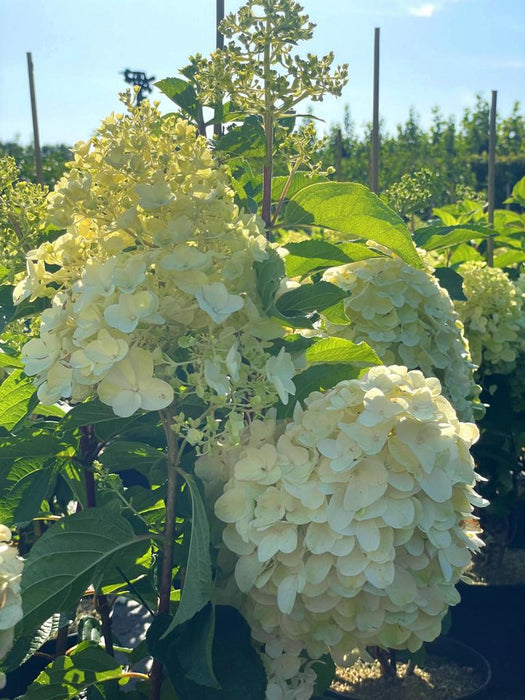 Rispenhortensie Hydrangea Paniculata Silver Dollar mit großen cremeweißen Blütenrispen und grünen Blättern im Freiland bei Sonnenschein.